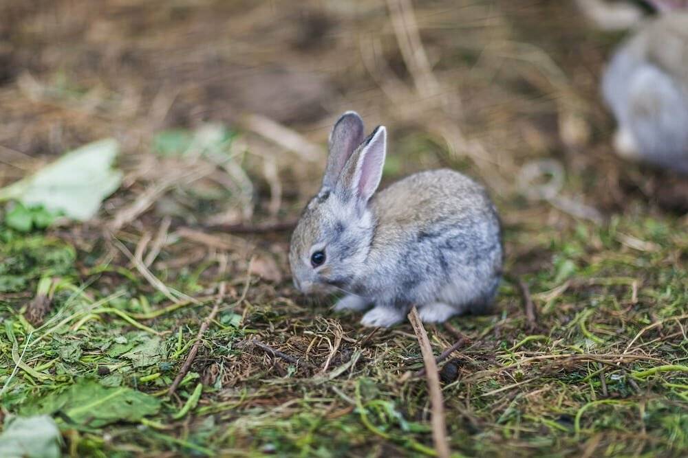 Фото Гостевого дома Ангел Черняховск 20