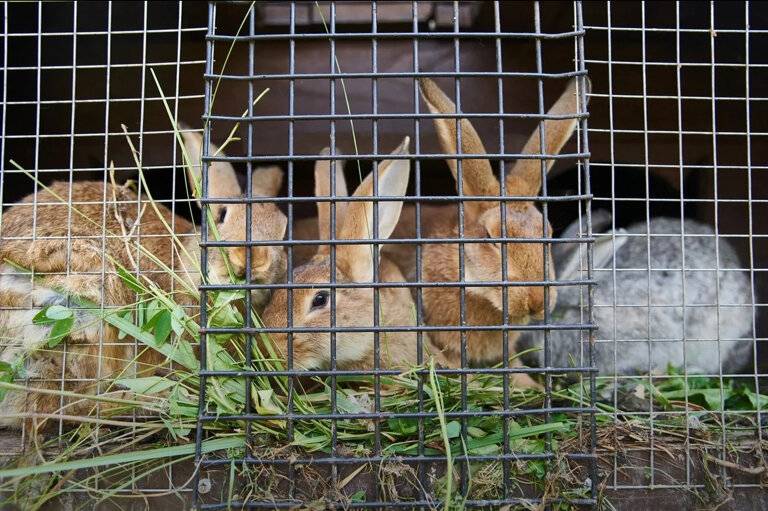 Фото Гостевого дома Ангел Черняховск 220